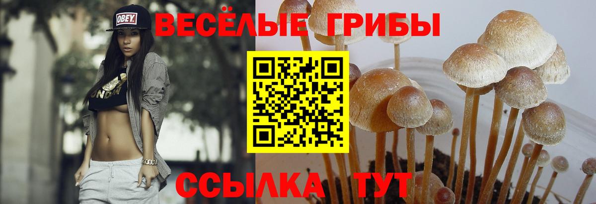 Галлюциногенные грибы Psilocybe Магадан